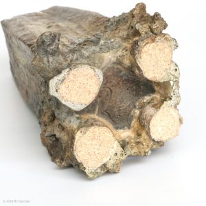 Rupert Grottenthaler Viereckige Glutrosen Vase Boden und Fuß KINTEI Sense Japanische Keramik