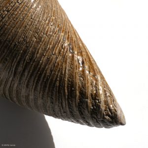 KSC351014 Ishida Kazuya Raho Skulptur Bizen Keramik KINTEI Sense Unglasiertes Gefäß Spitze Vorne