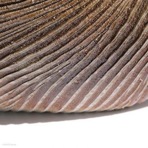 KSC351014 Ishida Kazuya Raho Skulptur Bizen Keramik KINTEI Sense Unglasiertes Gefäß Boden Detail