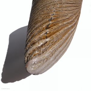 KSC351014 Ishida Kazuya Raho Skulptur Bizen Keramik KINTEI Sense Unglasiertes Gefäß Vasen Spitze von oben